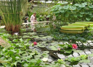 Ботанический сад , оранжерея водных растений